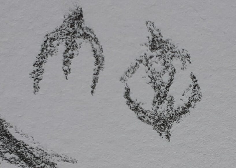 Les-swifts-sont-arrivées-ce-matin